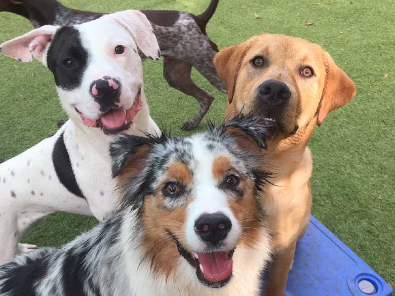 10 Reasons Why You Should Put Your Dog in Daycare