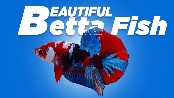 Where To Buy Betta Fish Online in 2023